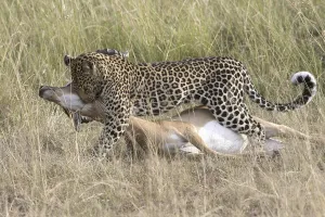 African Leopard (Panthera pardus pardus) adult