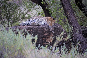 African Leopard (Panthera pardus pardus) relaxing on a boulder