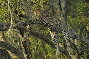 African Leopard (Panthera pardus pardus) resting on the branch of a tree