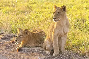 African Lion cubs in a South African wildlife game reserve