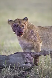 African Lion Lion, lions, predators