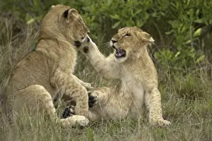 African Lion (Panthera leo) two cubs indulge in a funfight