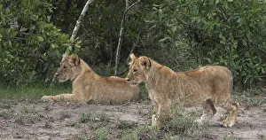African Lion (panthera leo), cubs playing