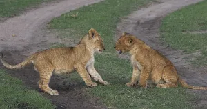 African Lion (panthera leo), Cubs playing