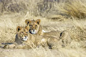 Framed Print : African lion, (Panthera leo) Two female lions rest