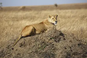 African Lion (Panthera leo), female on mound