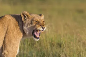 African Lion (Panthera leo), female snarling