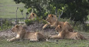 African Lion (panthera leo), Groupe laying in the Bush