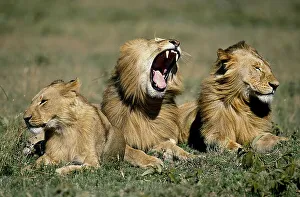 African Lion (panthera leo), Juvenile Males laying on Grass