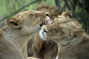 African lion (Panthera leo), Kruger National Park