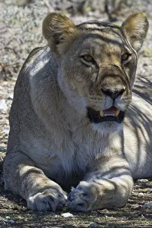 African lion (Panthera leo), lioness lying in the shade of a tree