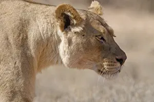 African lion (Panthera leo), lioness walking