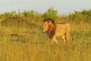 African lion (Panthera Leo), male