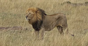 African Lion (panthera leo), Male standing in Long Grass