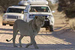 African lion (Panthera leo), male walking on a dirt road