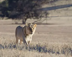 African lion (Panthera leo), male walking in tall dry grass