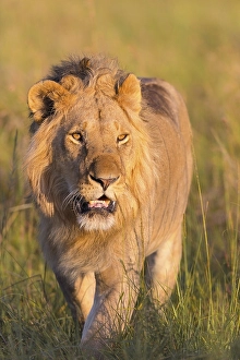 African Lion (Panthera leo), male walking in tall grass