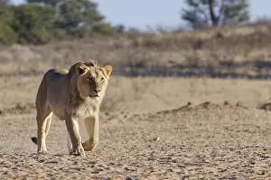African lion (Panthera leo), male walking towards the waterhole