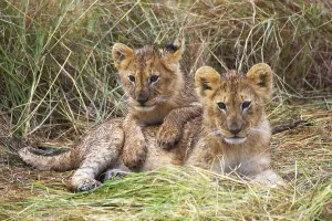 AFRICAN LION (panthera leo) IN MASAI MARA NP IN KENYA