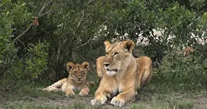 African Lion (panthera leo), Mother and Cub