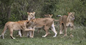 African Lion (panthera leo), Mother and Cub