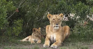 African Lion (panthera leo), Mother and Cub