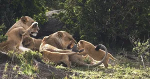 African Lion (panthera leo), Mother and Cubs