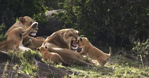 African Lion (panthera leo), Mother and Cubs