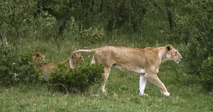 African Lion (panthera leo), Mother and Cubs