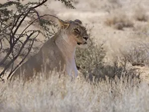 African lion (Panthera leo), sitting lioness resting in tall dry grass