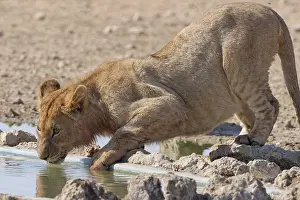 African lion (Panthera leo), young male drinking at waterhole