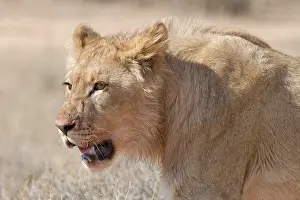 African lion (Panthera leo), young male walking