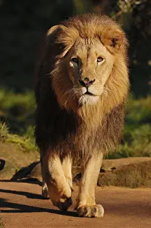 African lion (Pathera leo), male