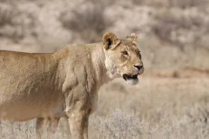 African lioness (Panthera leo)