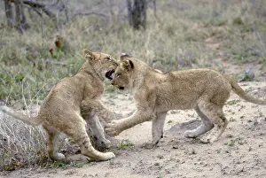African Lions (Panthera leo), cubs