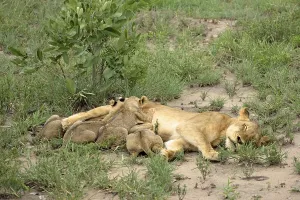 African Lions (Panthera leo), lioness nursing cubs