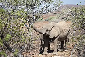 African (Loxodonta africana) Desert Elephant