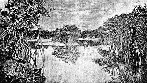 African mangrove forest at low tide