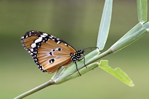 African Monarch (Danaus chrysippus)