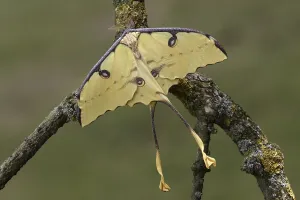African Moon Moth (Argema mimosae)