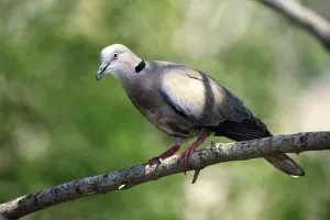 African Mourning Dove (Streptopelia decipiens)