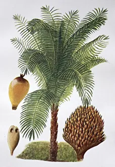 African oil palm (Elaeis guineensis)