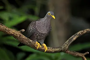 African olive pigeon or Rameron pigeon (Columba arquatrix)