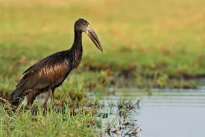 African Open-billed Stork (Anastomus lamelligerus) adult
