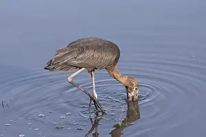 African openbill stork, Anastomus lamelligerus
