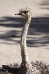 African ostrich