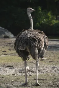 African ostrich