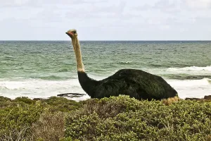 African ostrich on the Cape Peninsula