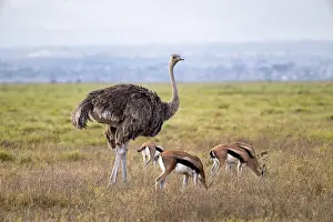 African ostrich, Maasai ostrich (Struthio camelus massaicus)