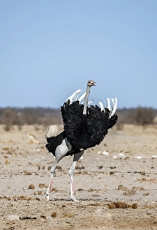 African ostrich (Struthio camelus)